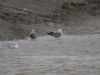 Caspian Gull at Hole Haven Creek (Steve Arlow) (64498 bytes)